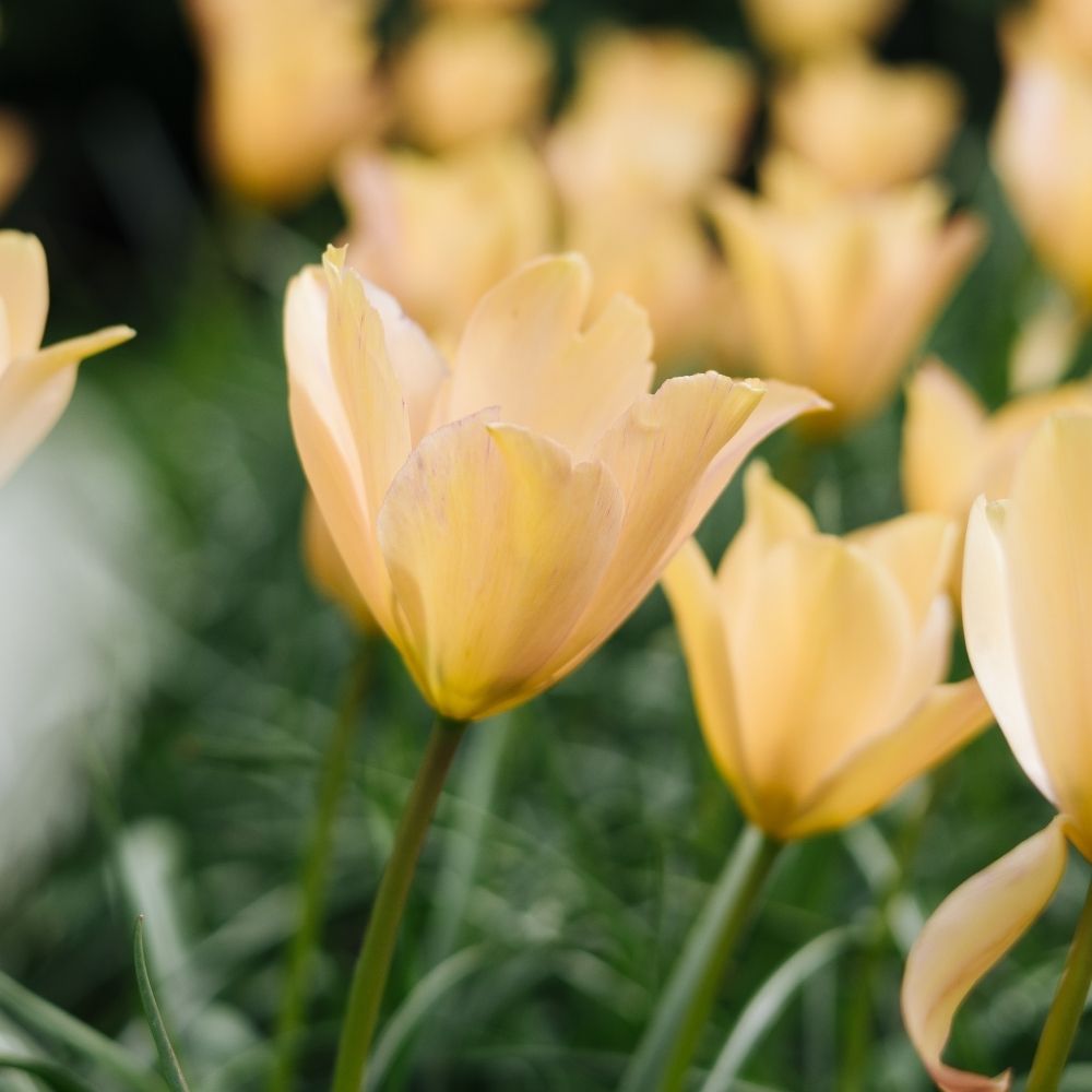 Tulipa batalinii 'Bronze Charm' (wilde tulp, 20 stuks) BIO