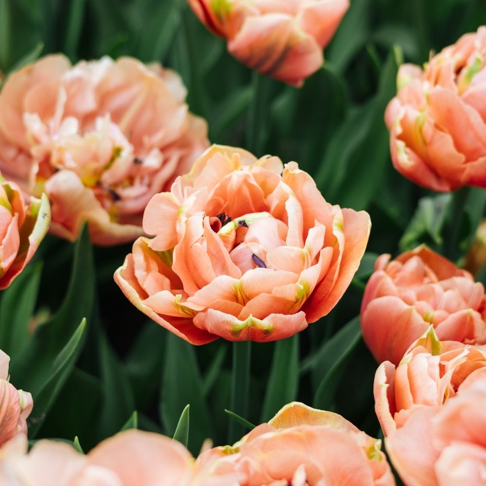 Tulp 'Copper Image' (10 stuks)
