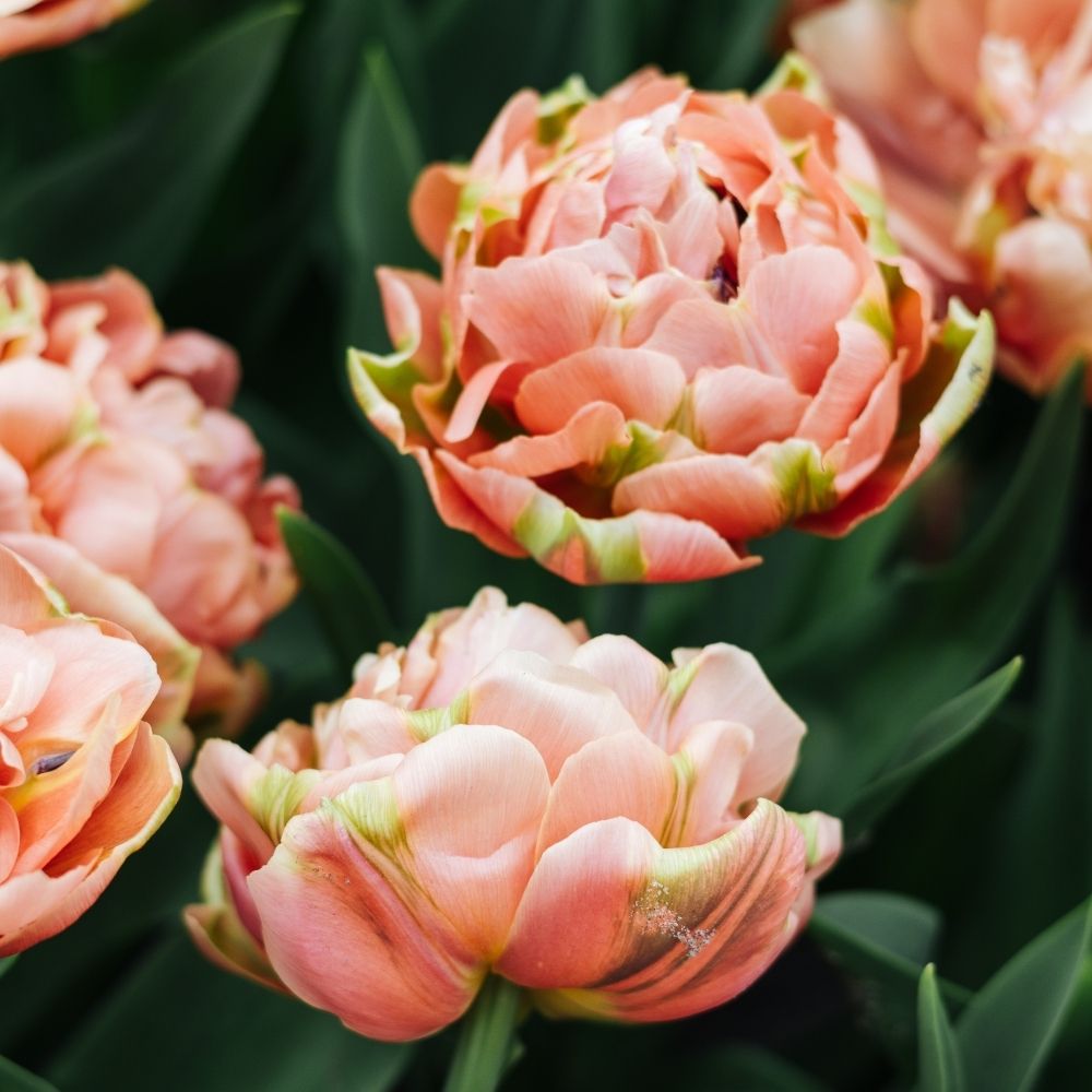 Tulp 'Copper Image' (10 stuks)
