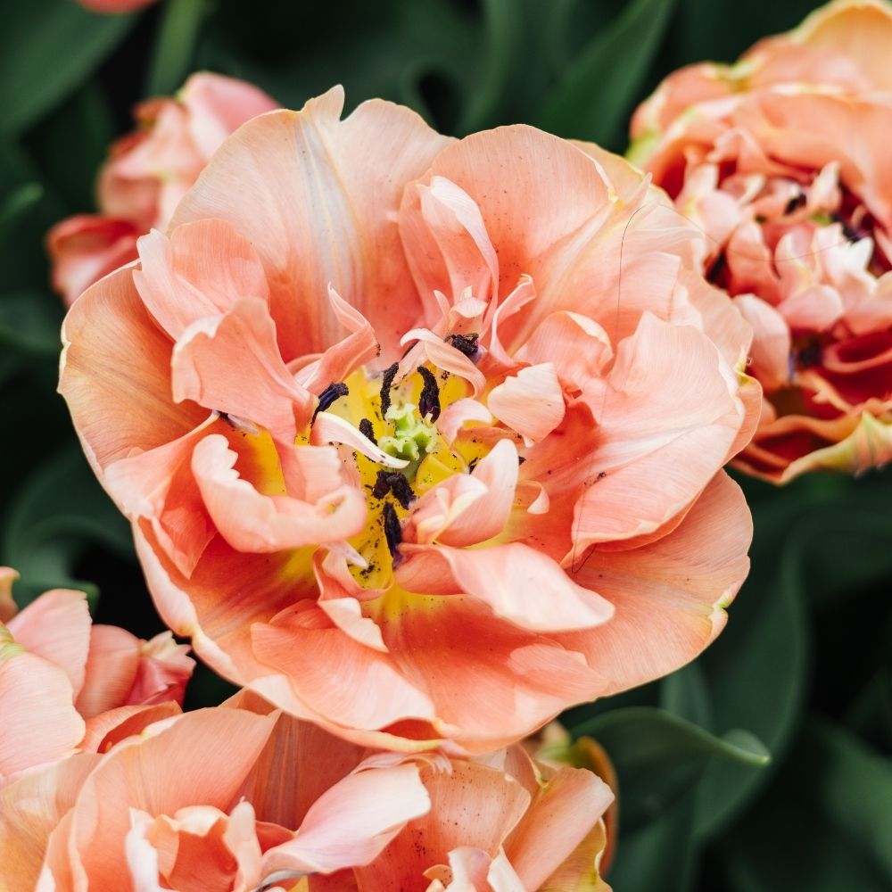 Tulp 'Copper Image' (10 stuks)