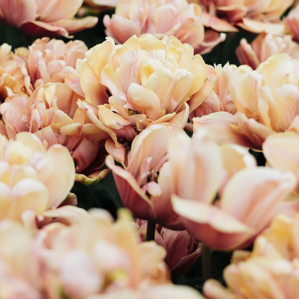 Tulp 'La Belle Epoque' (10 stuks)