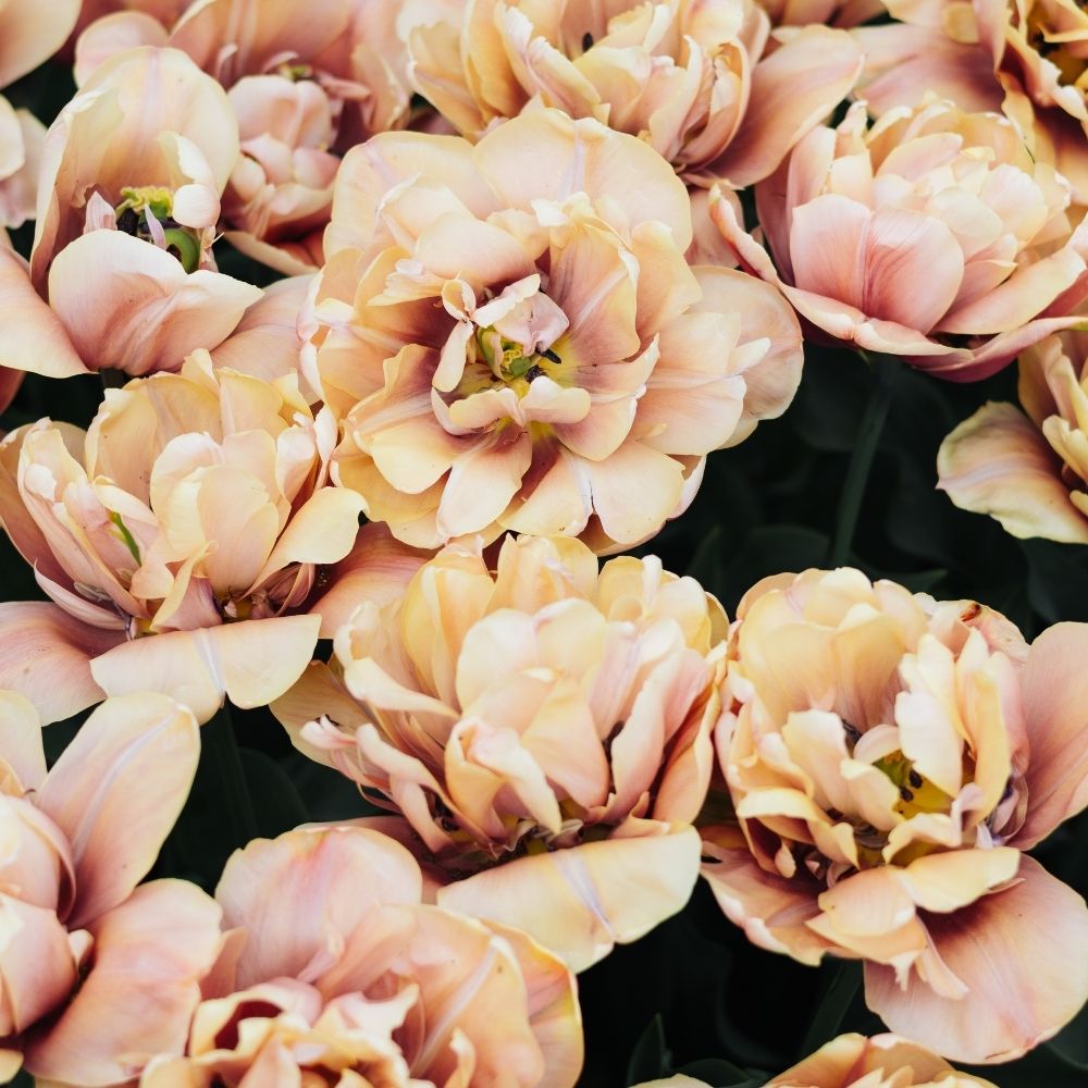 Tulp 'La Belle Epoque' (10 stuks)