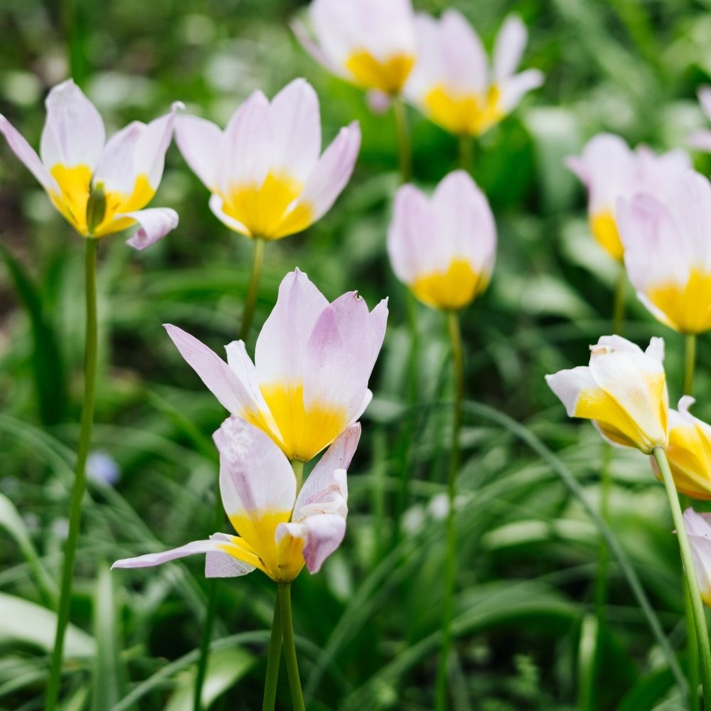 Tulipa bakeri 'Lilac Wonder' (20 stuks)