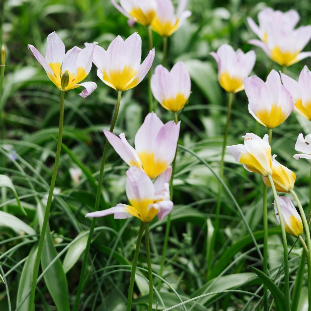 Tulipa bakeri 'Lilac Wonder' (20 stuks)