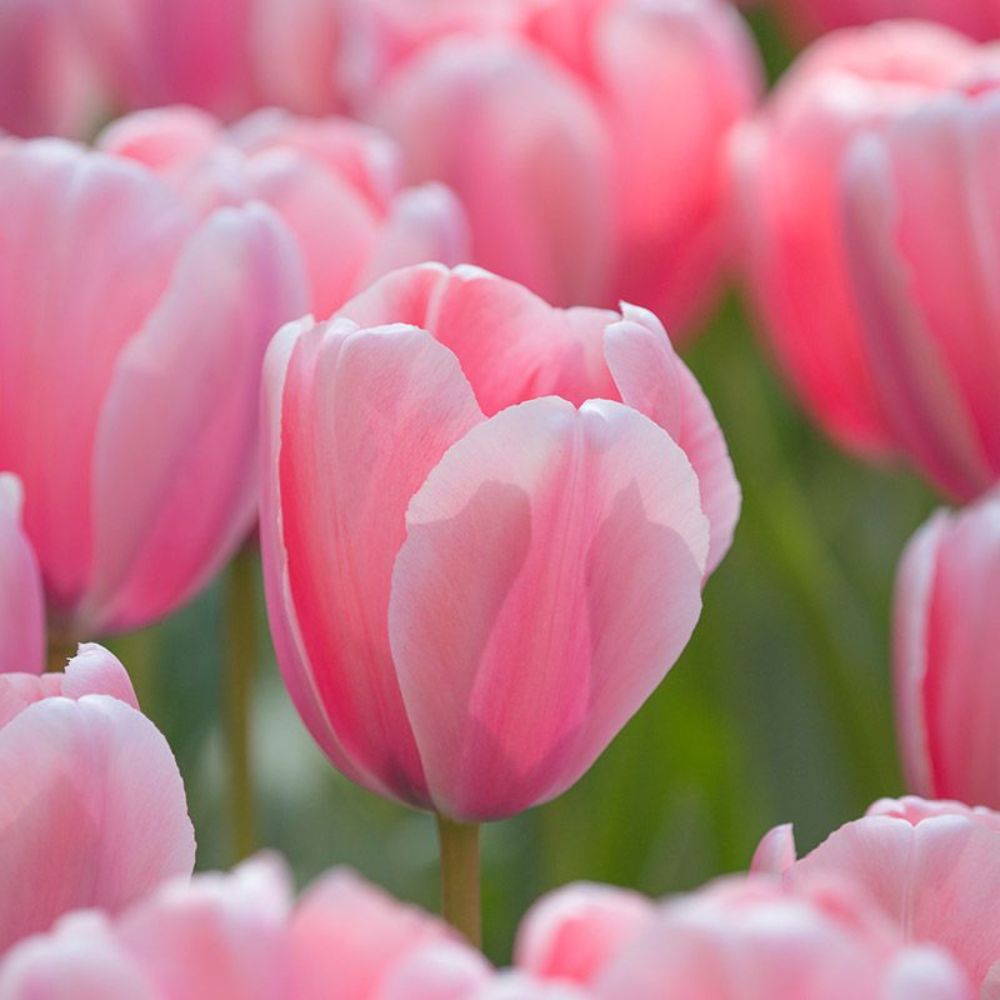 Tulp 'Salmon Impression' (10 stuks) BIO