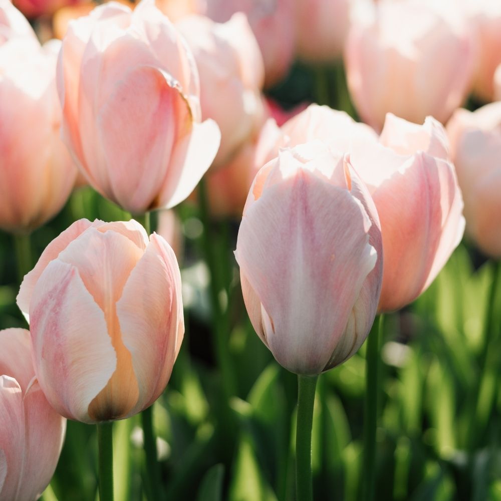 Tulp 'Salmon van Eijk' (15 stuks)