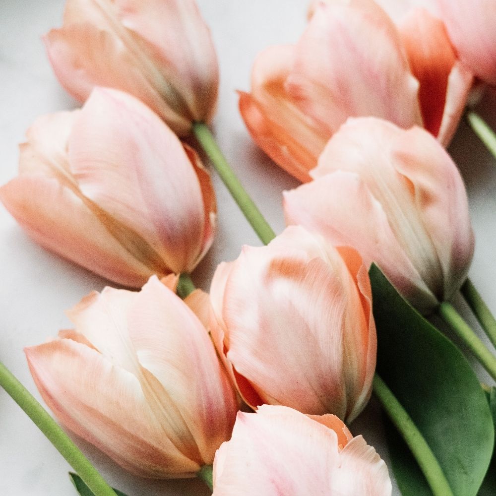 Tulp 'Salmon van Eijk' (15 stuks)
