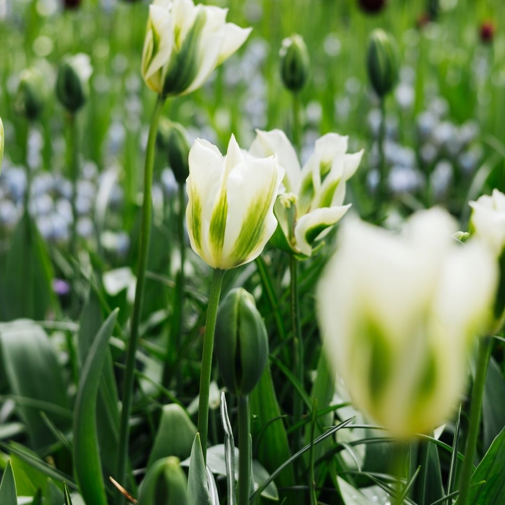 Tulp 'Spring Green' (10 stuks)