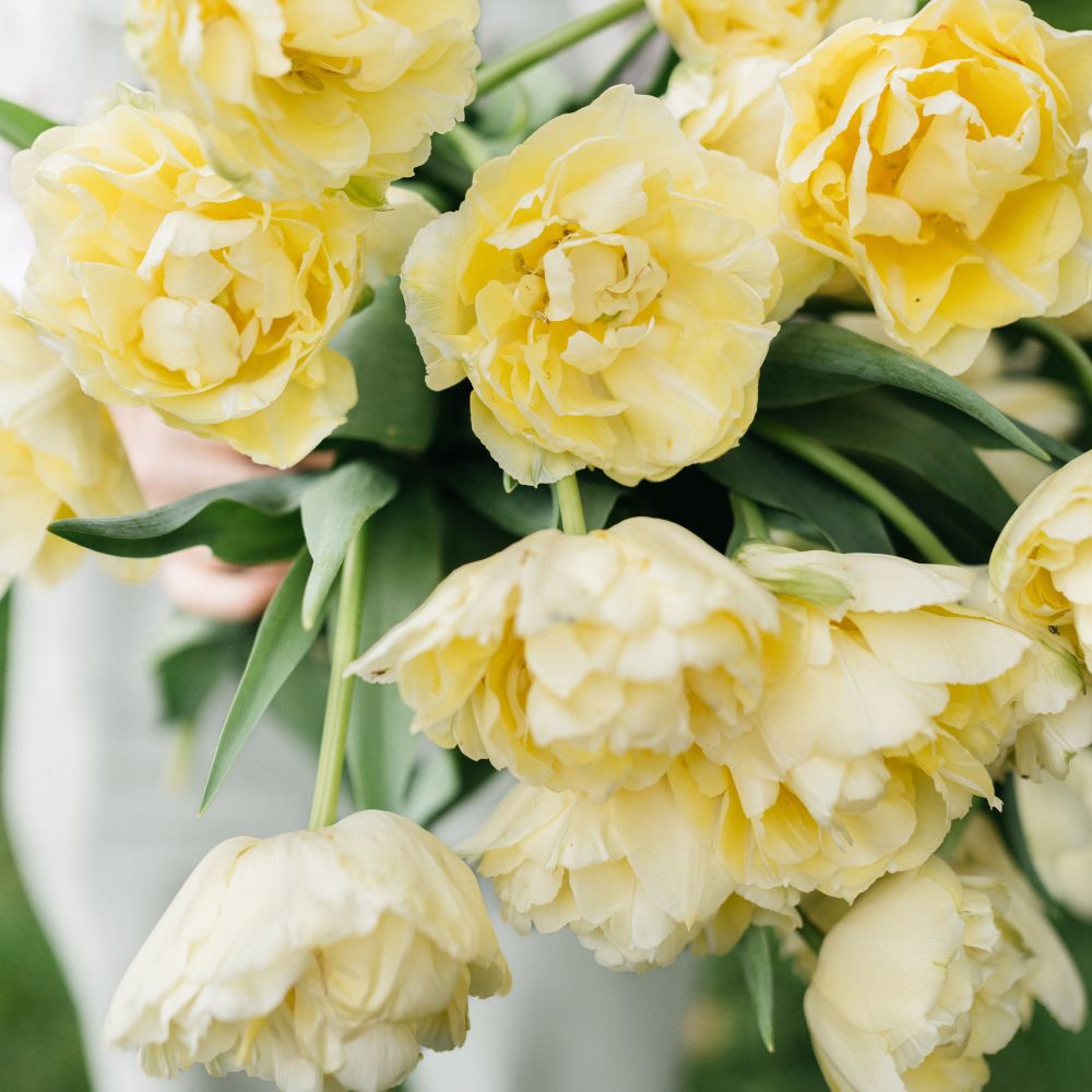 Tulp 'Verona' (10 stuks)