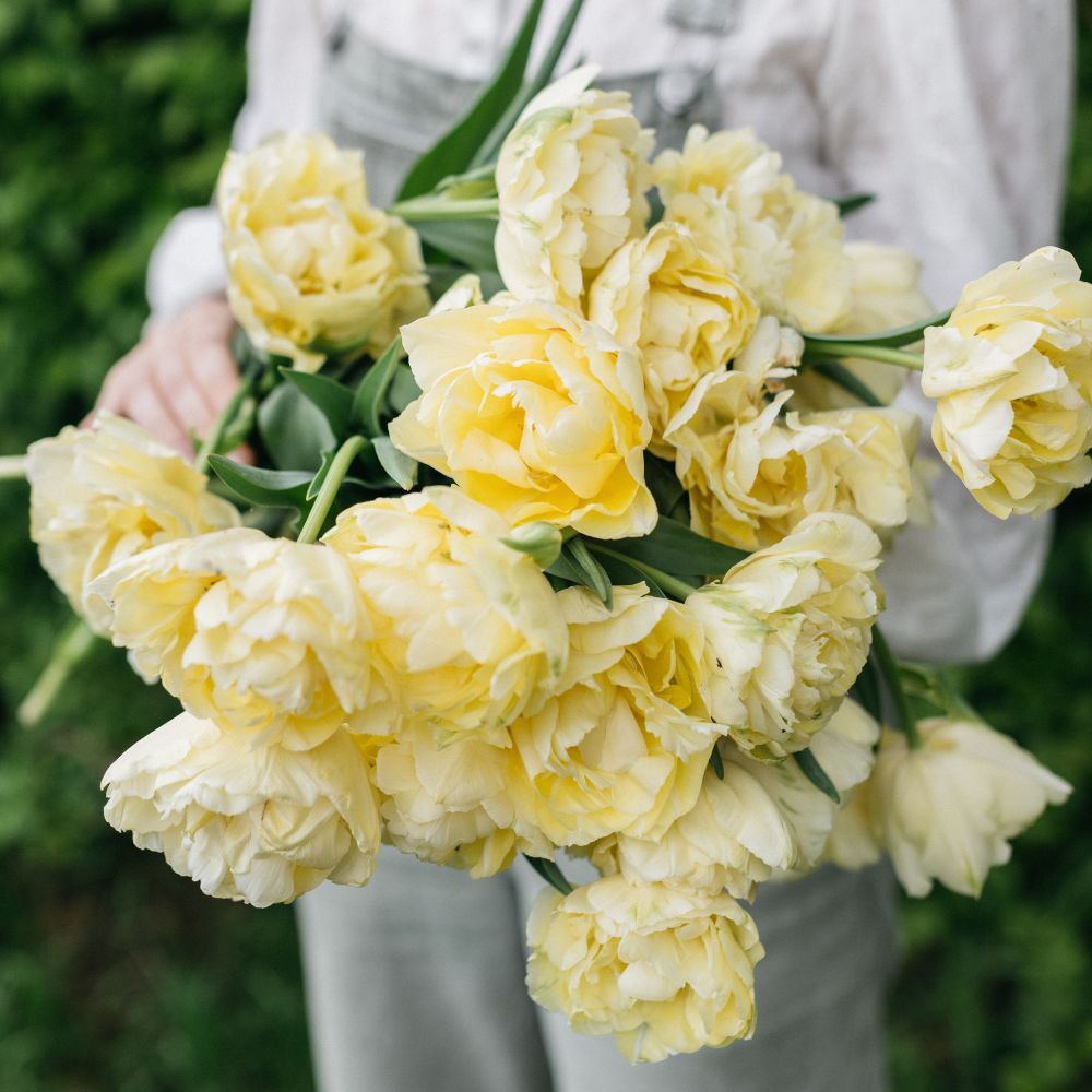 Tulp 'Verona' (10 stuks)