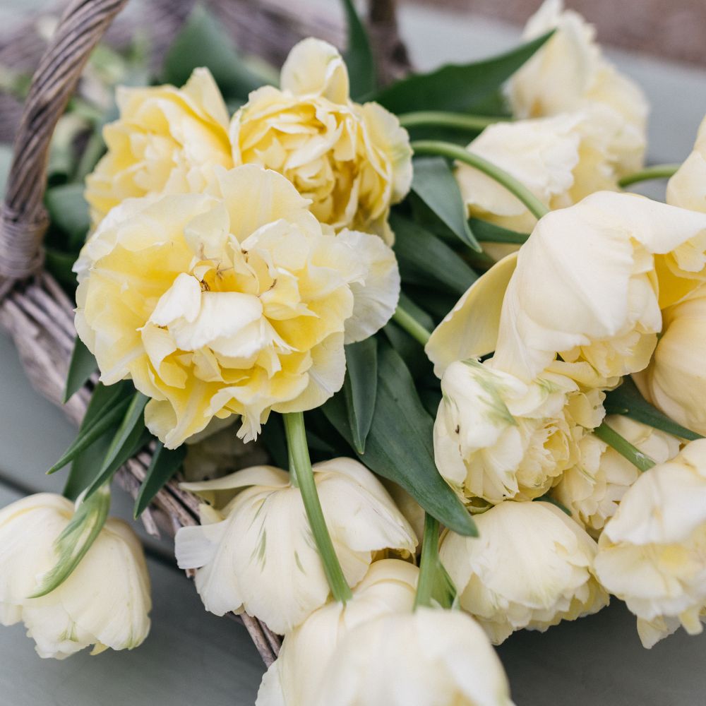 Tulp 'Verona' (10 stuks)