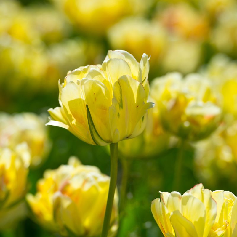 Tulp 'Akebono' (10 stuks)