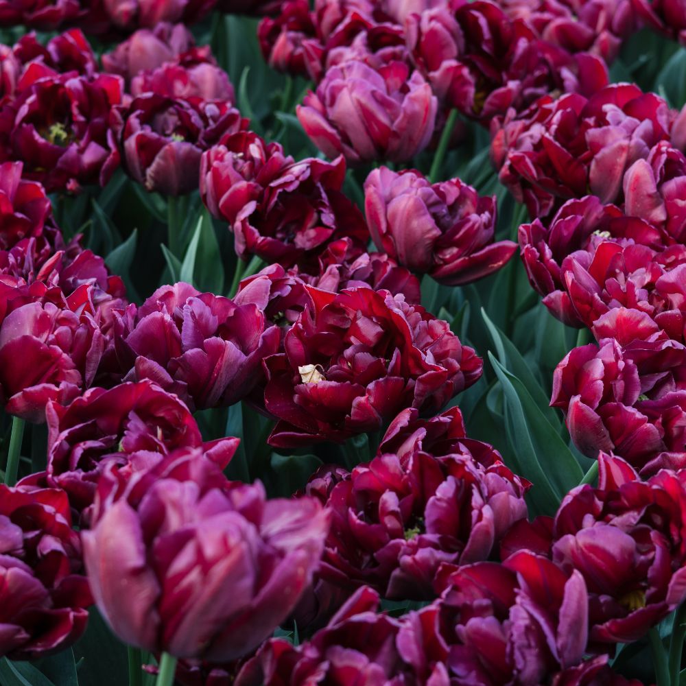 Tulp 'Alison Bradley' (10 stuks) BIO