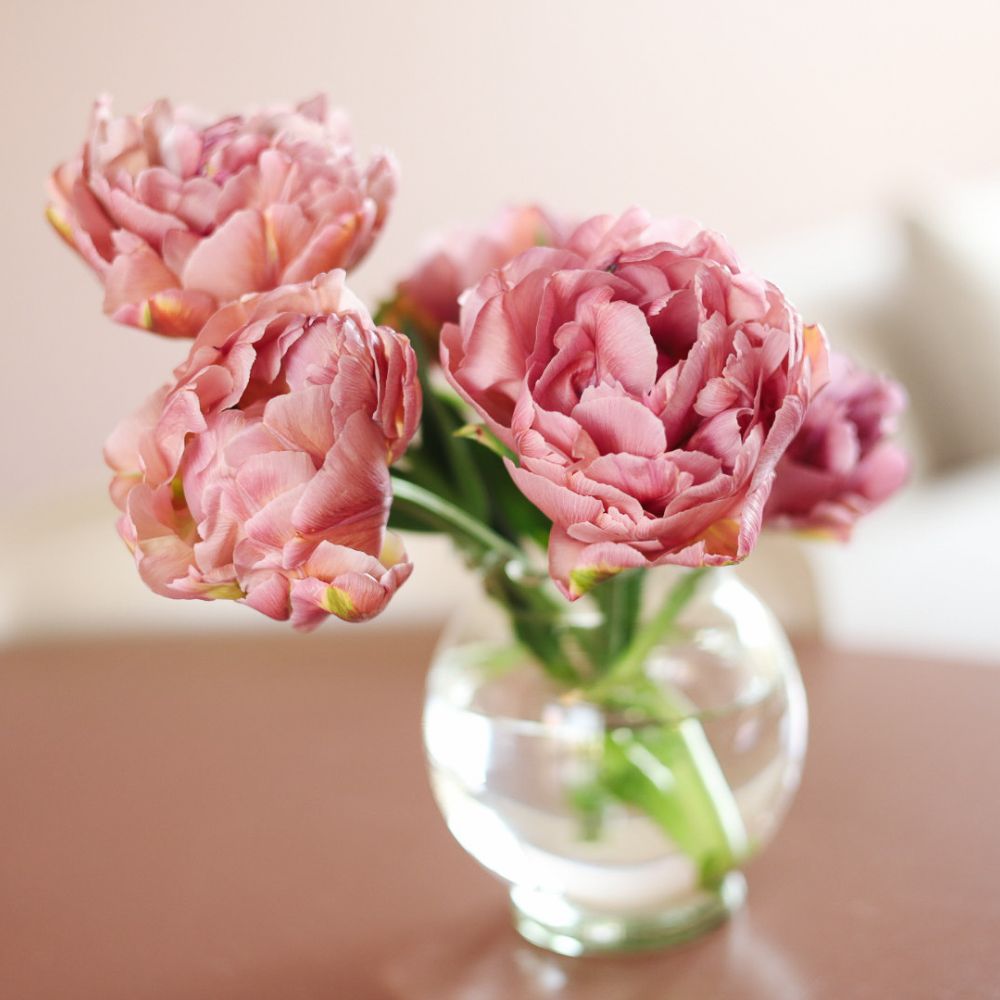 Tulp 'Beachberry' (10 stuks)