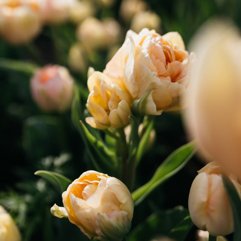 Tulp 'Charming Beauty' (10 stuks)