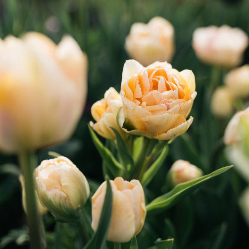 Tulp 'Charming Beauty' (10 stuks)