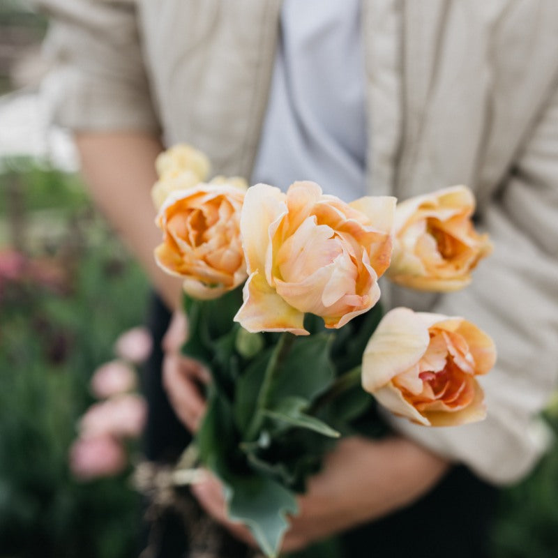 Tulp 'Charming Beauty' (10 stuks)