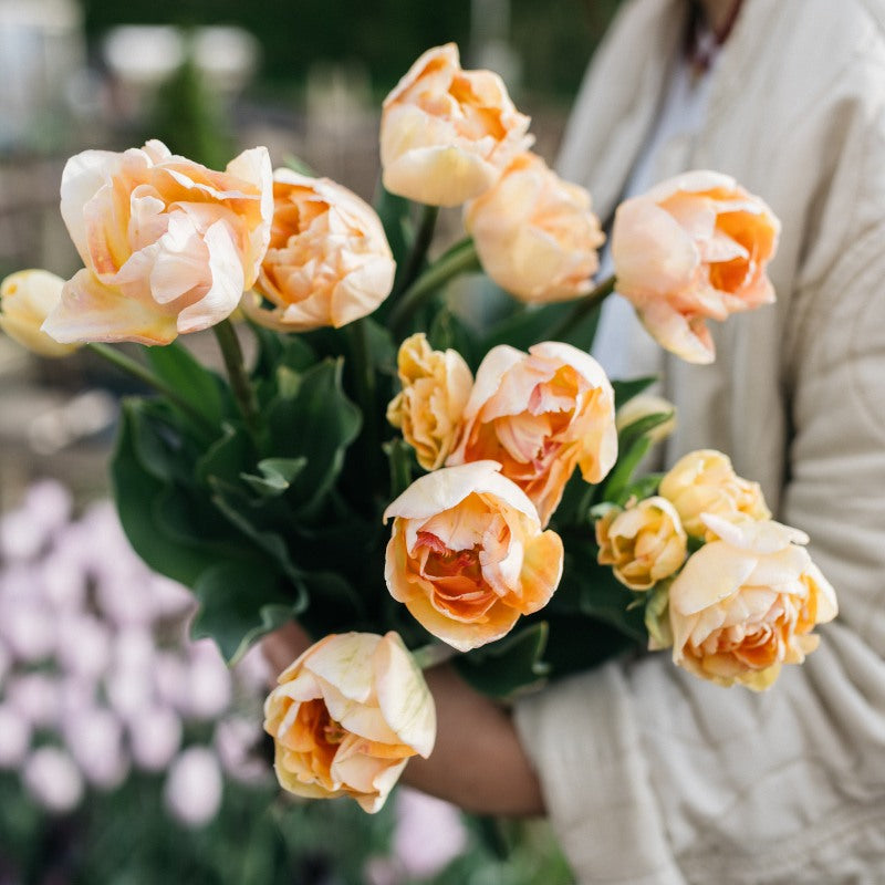 Tulp 'Charming Beauty' (10 stuks)