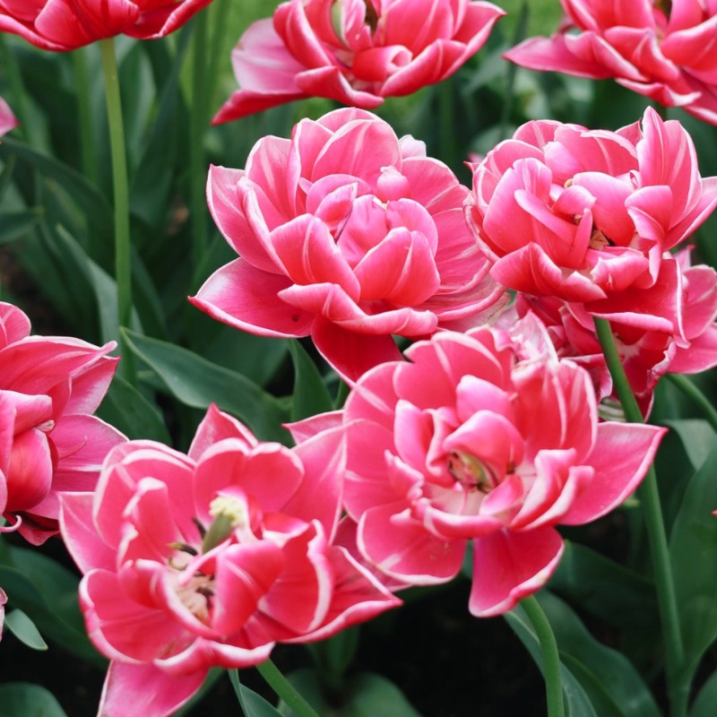 Tulp 'Columbus' (10 stuks) BIO