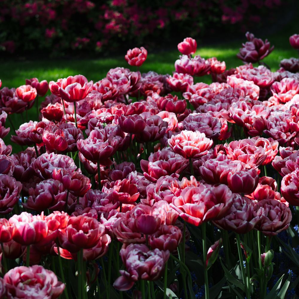 Tulp 'Columbus' (10 stuks) BIO