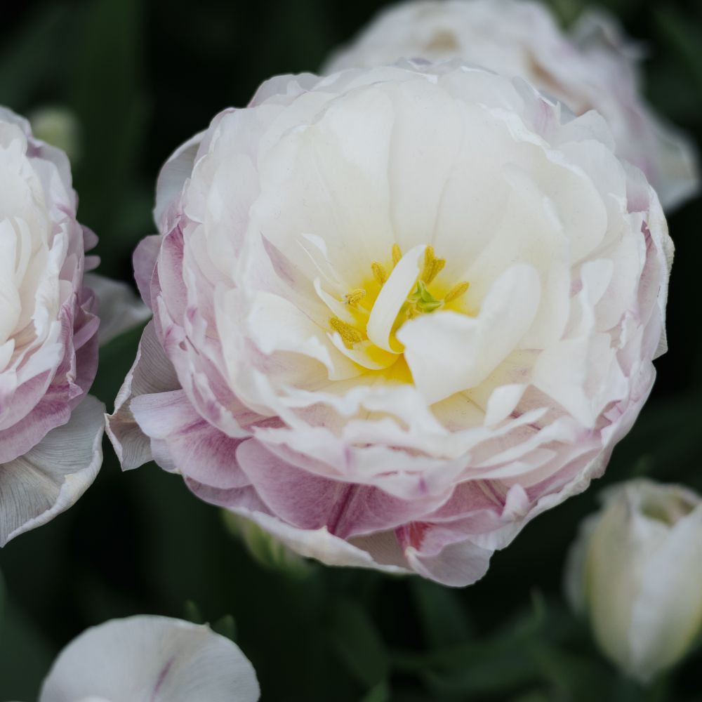 Tulp 'Double Surprise' (10 stuks)
