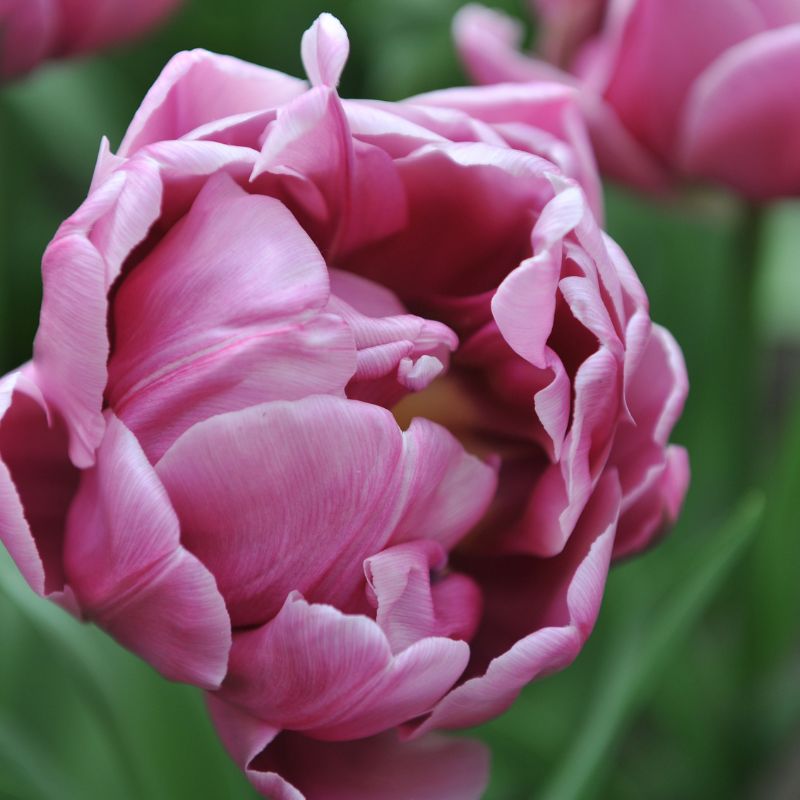 Tulp 'Double You' (10 stuks)