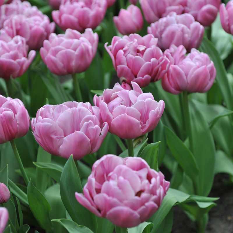 Tulp 'Double You' (10 stuks)
