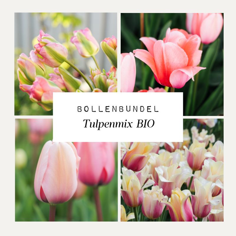 Bollenbundel Tulpenmix 'BIO'