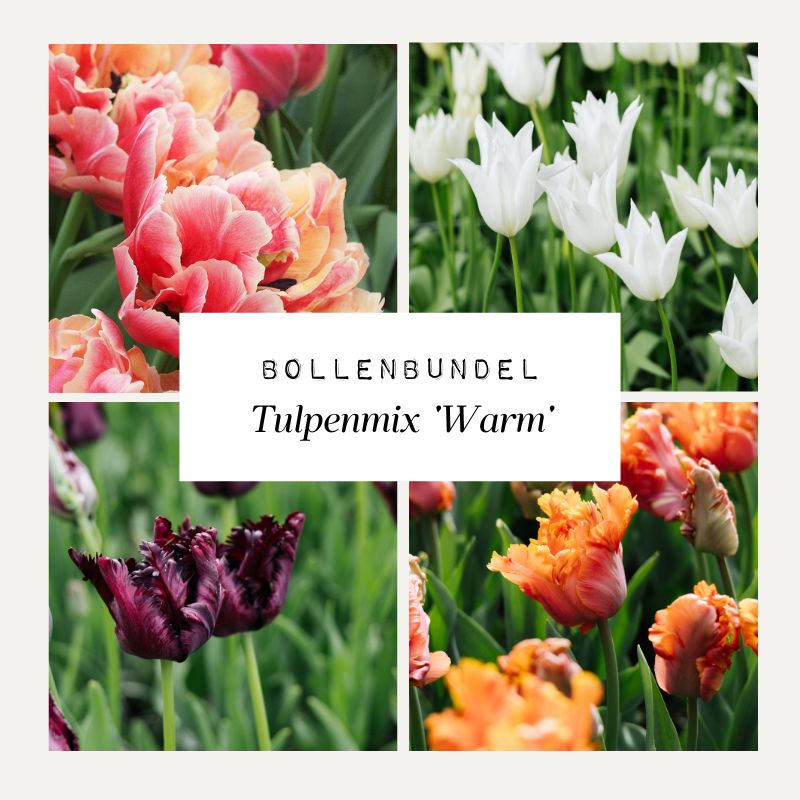 Bollenbundel Tulpenmix 'Warm'
