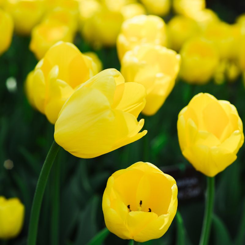 Tulp 'Novi Sun' (10 stuks) BIO