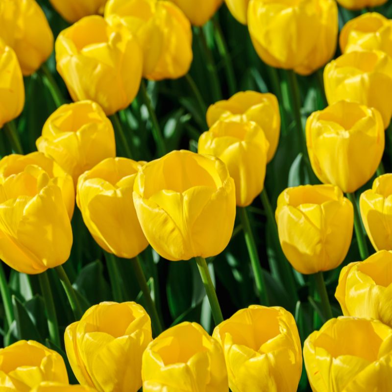 Tulp 'Novi Sun' (10 stuks) BIO