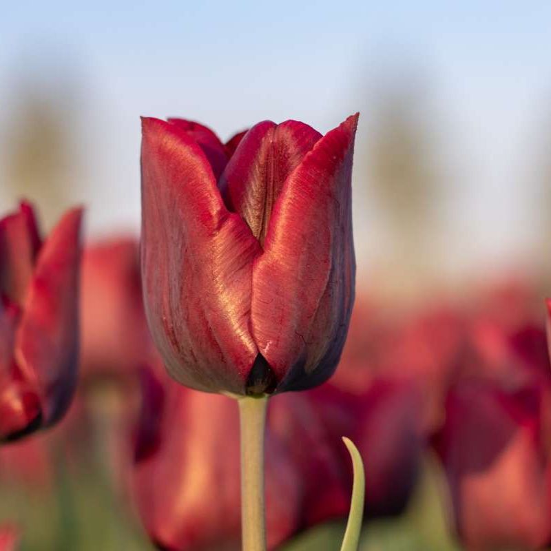 Tulp 'Ronaldo' (10 stuks) BIO