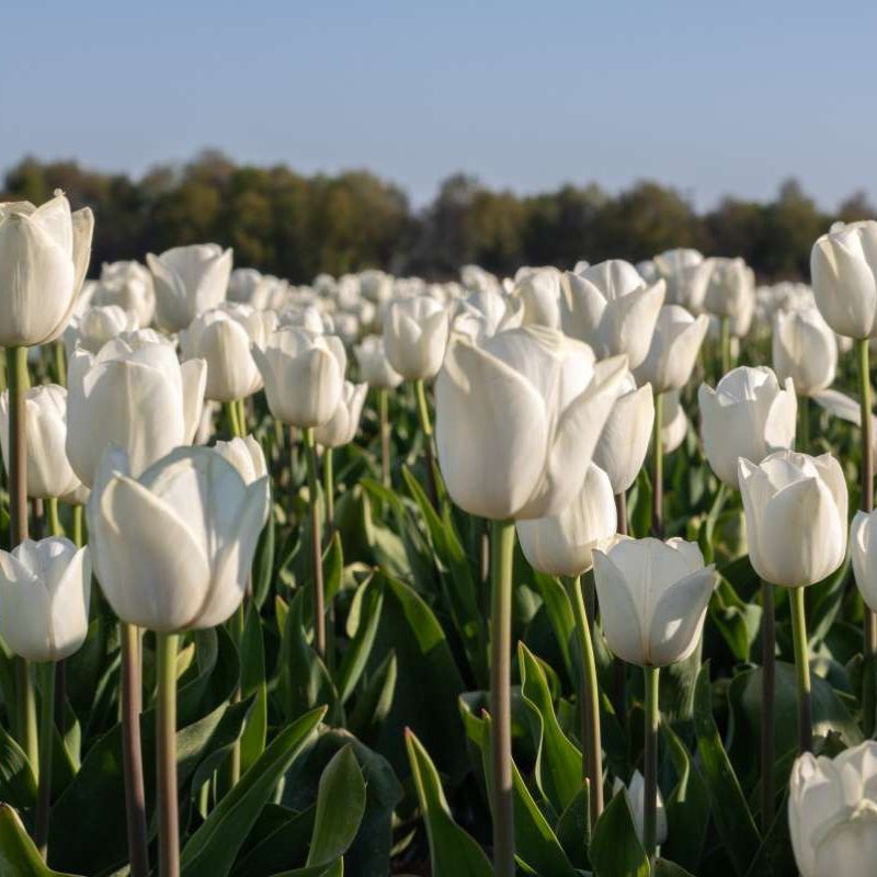 Tulp 'Royal Virgin' (10 stuks) BIO