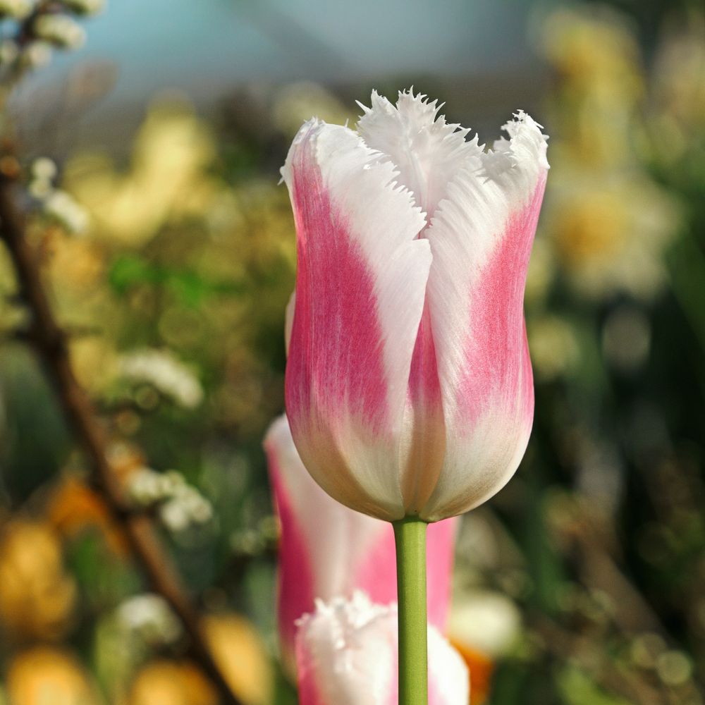 Tulp 'Siësta' (10 stuks) BIO
