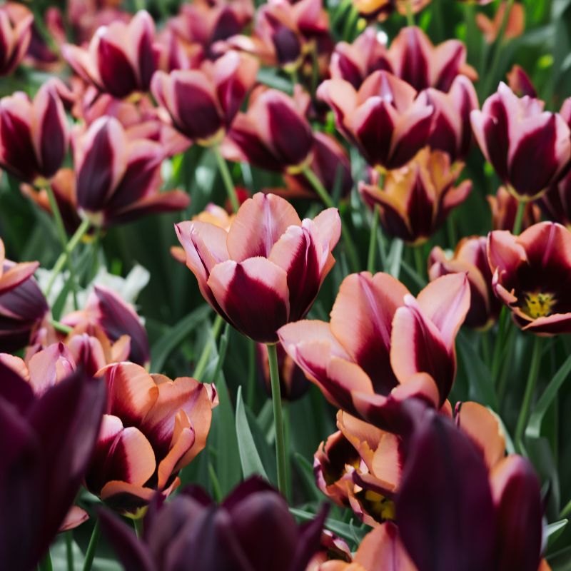 Tulp 'Slawa' (10 stuks)
