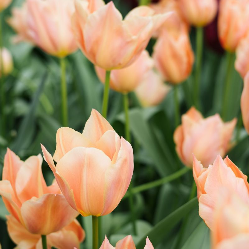 Tulp 'Stunning Star' (10 stuks)
