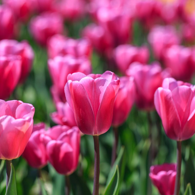 Tulp 'Tineke van der Meer' (10 stuks) BIO