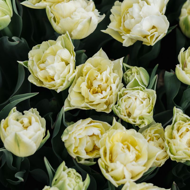 Tulp 'Verona' (10 stuks)