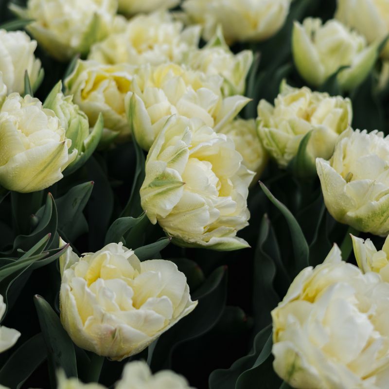 Tulp 'Verona' (10 stuks)