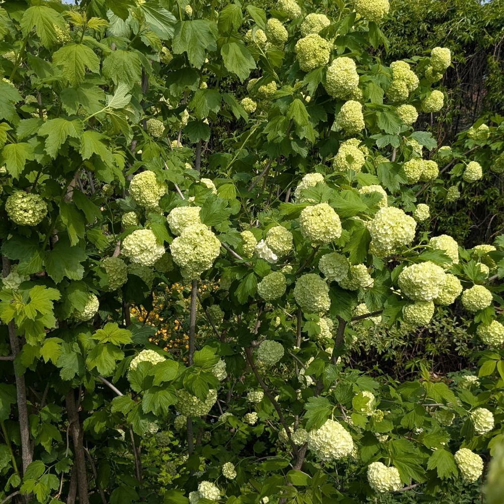 Viburnum opulus 'Roseum' (Gelderse roos)