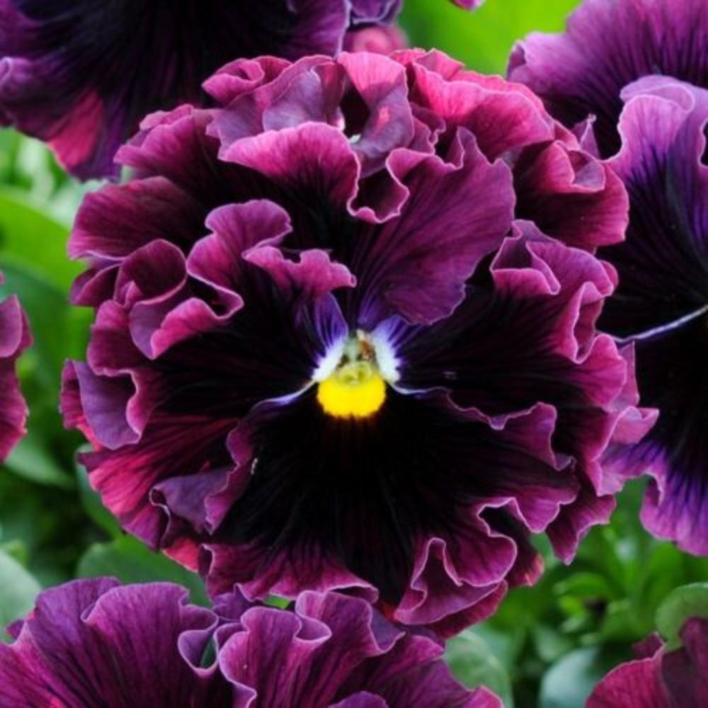 Viola wittrockiana 'Frizzle Sizzle Burgundy' (hoornviooltje)