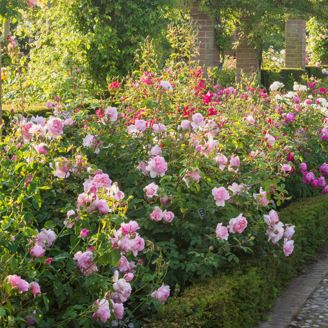 Rosa 'Wildeve' (struikroos)