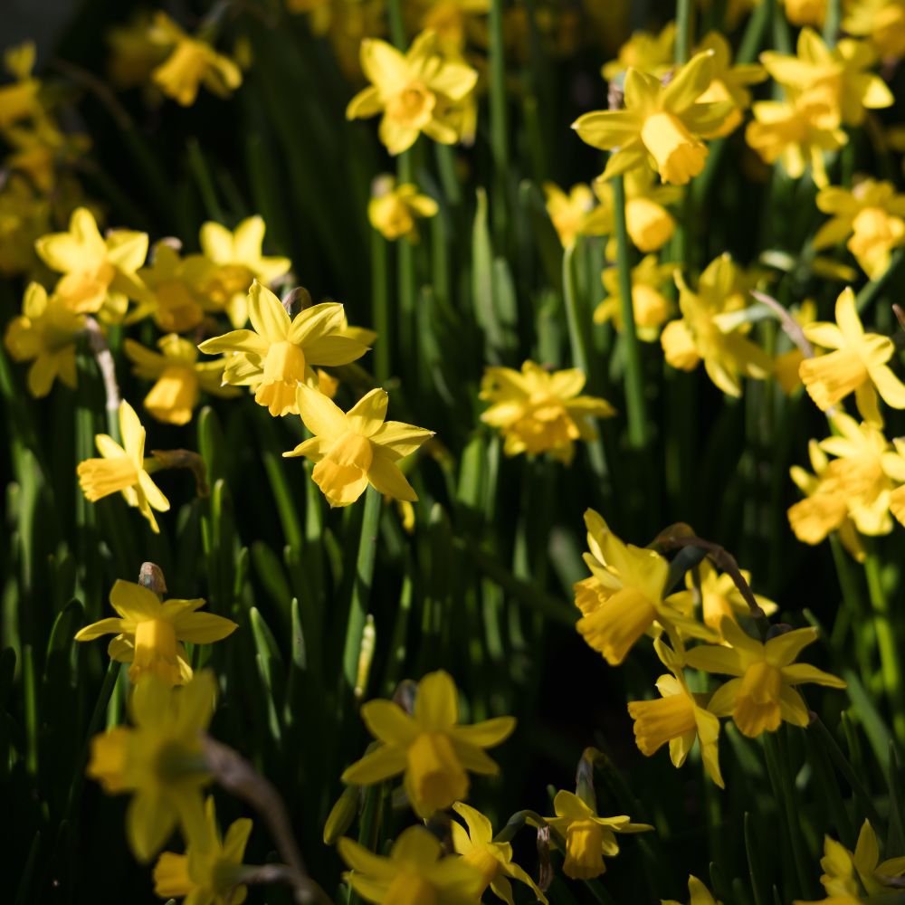 Narcis 'Tête a tête' (10 stuks) BIO