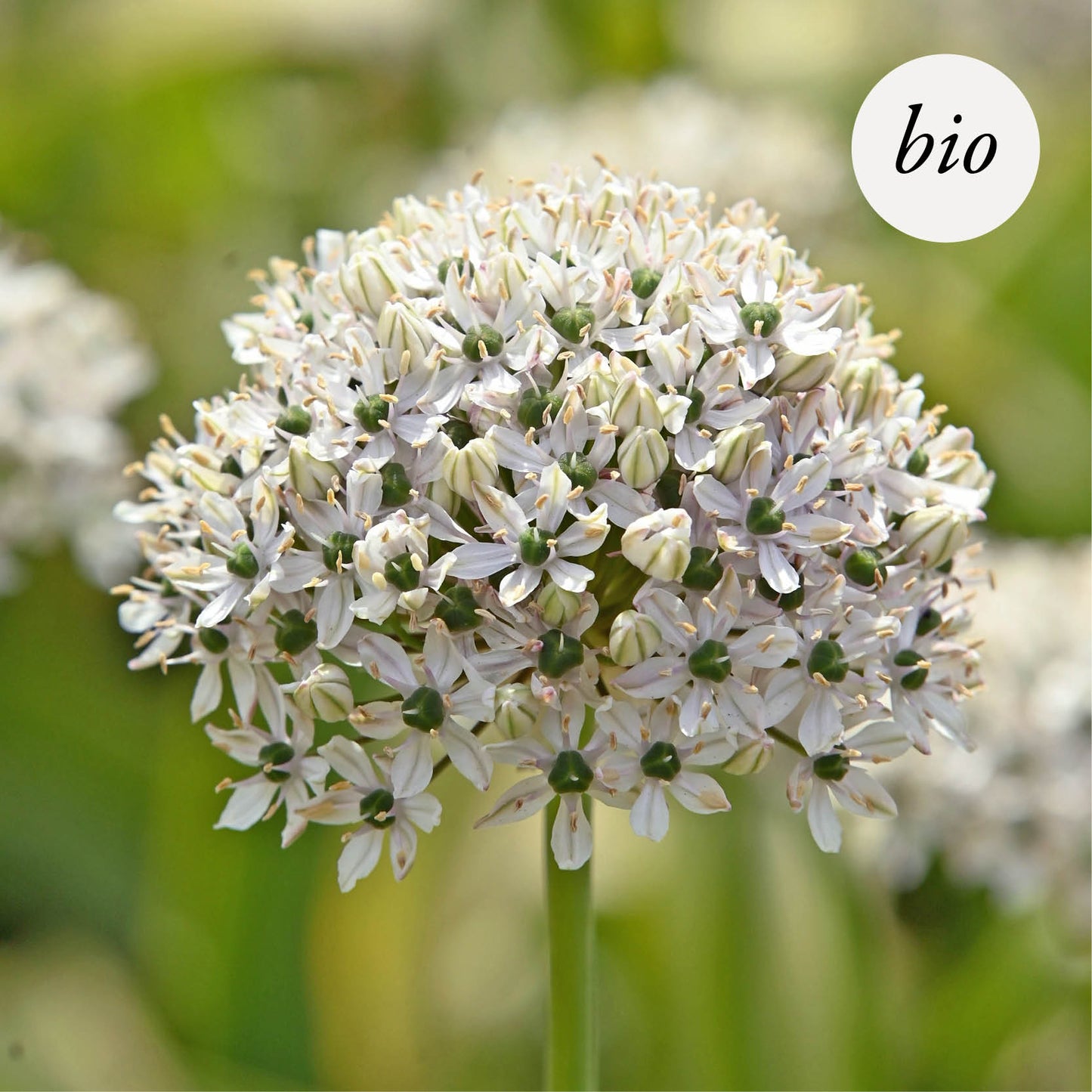 Achillea millefolium 'Colorado' (Achillée millefeuille)