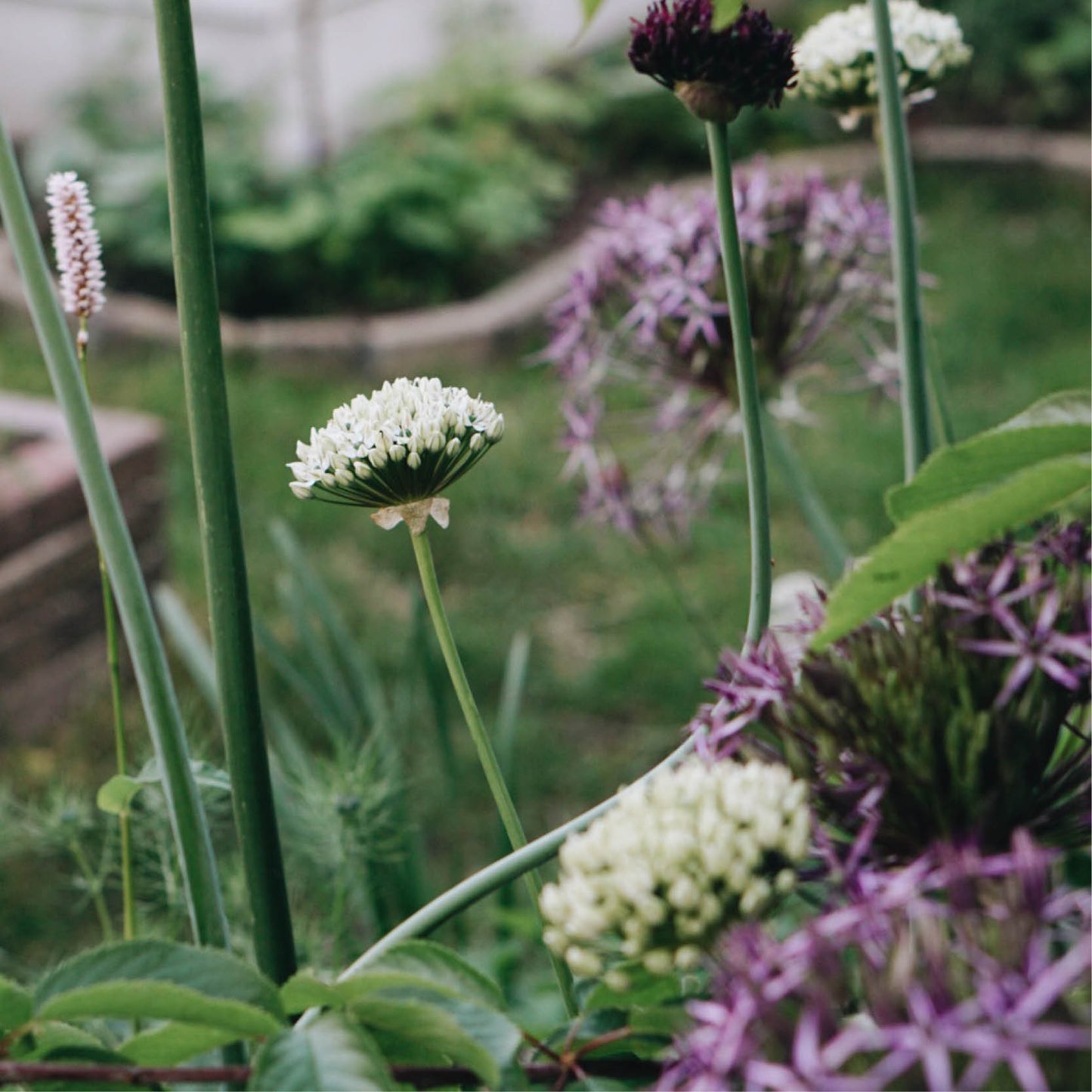 Achillea millefolium 'Colorado' (Achillée millefeuille)