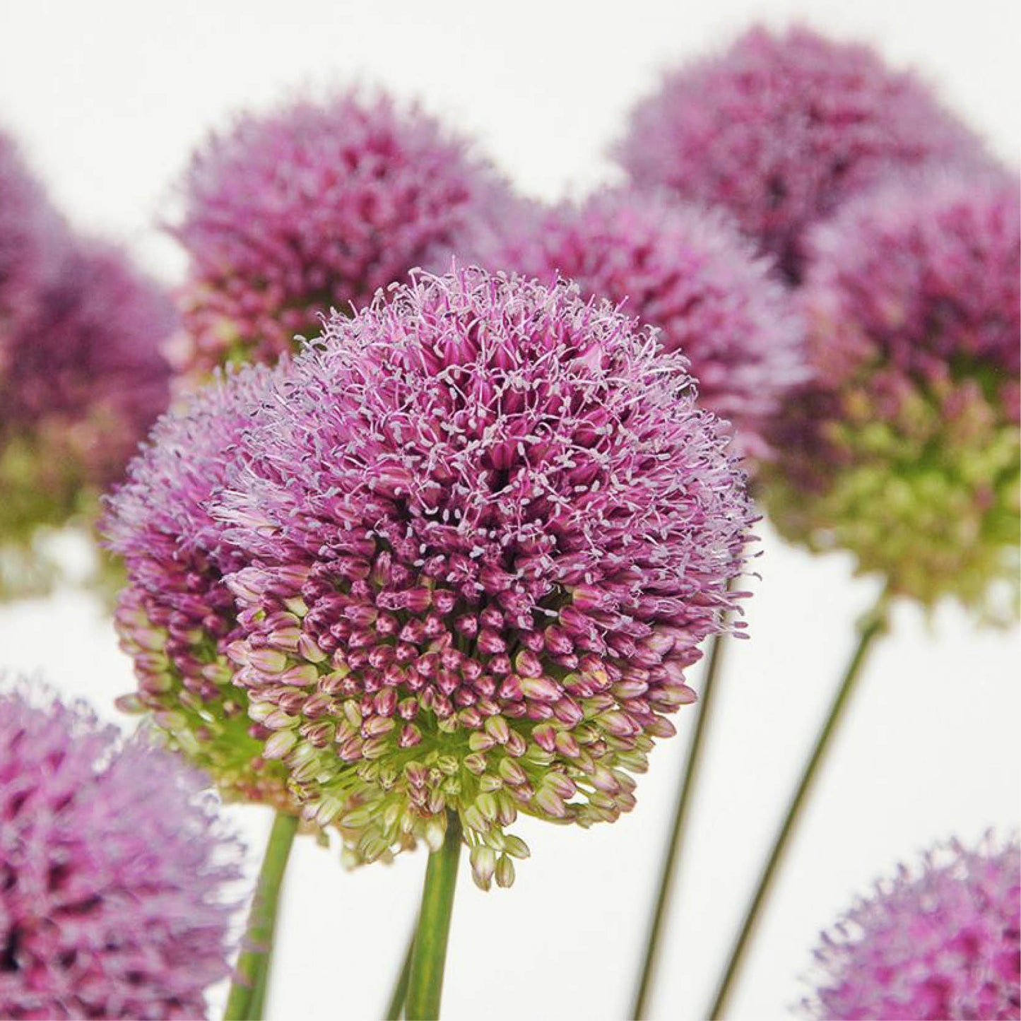 Allium sphaerocephalon (trommelstokjes, 50 stuks)