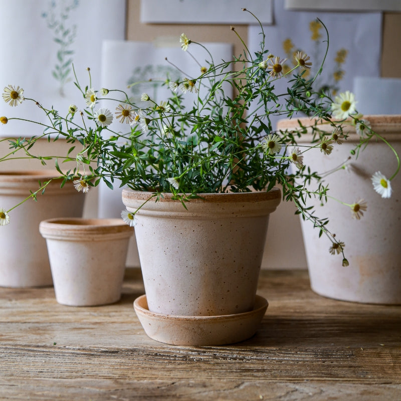 Flora terracotta pot