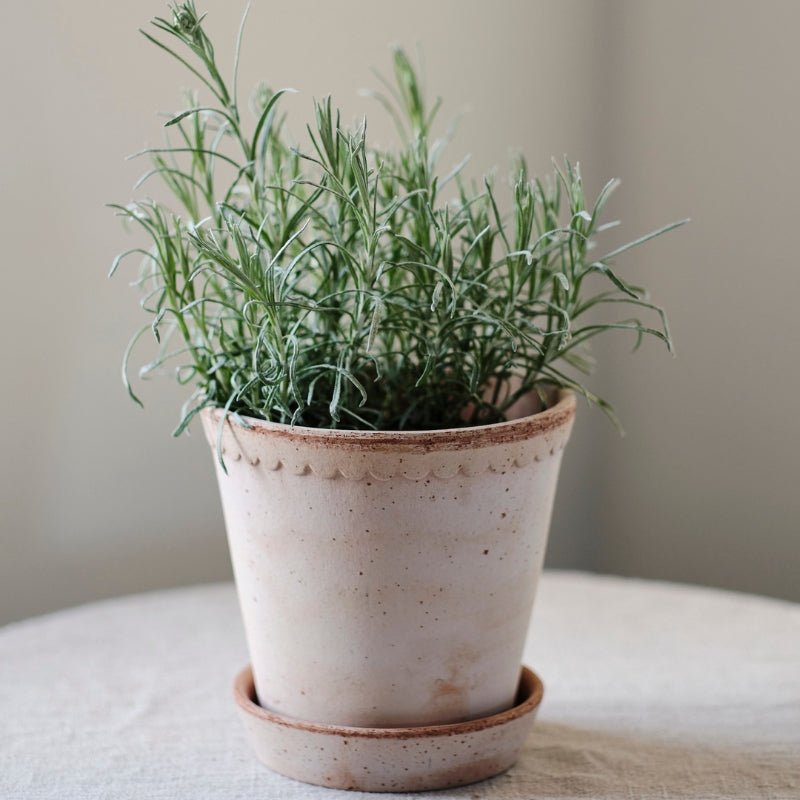 Helena terracotta pot