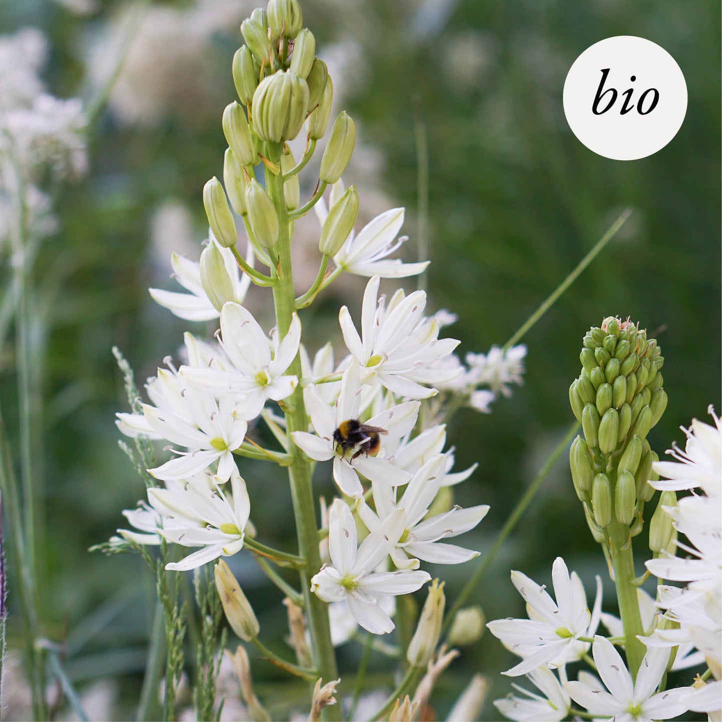 Camassia leichtlinii 'Sacajawea' (prairielelie, 5 stuks) BIO