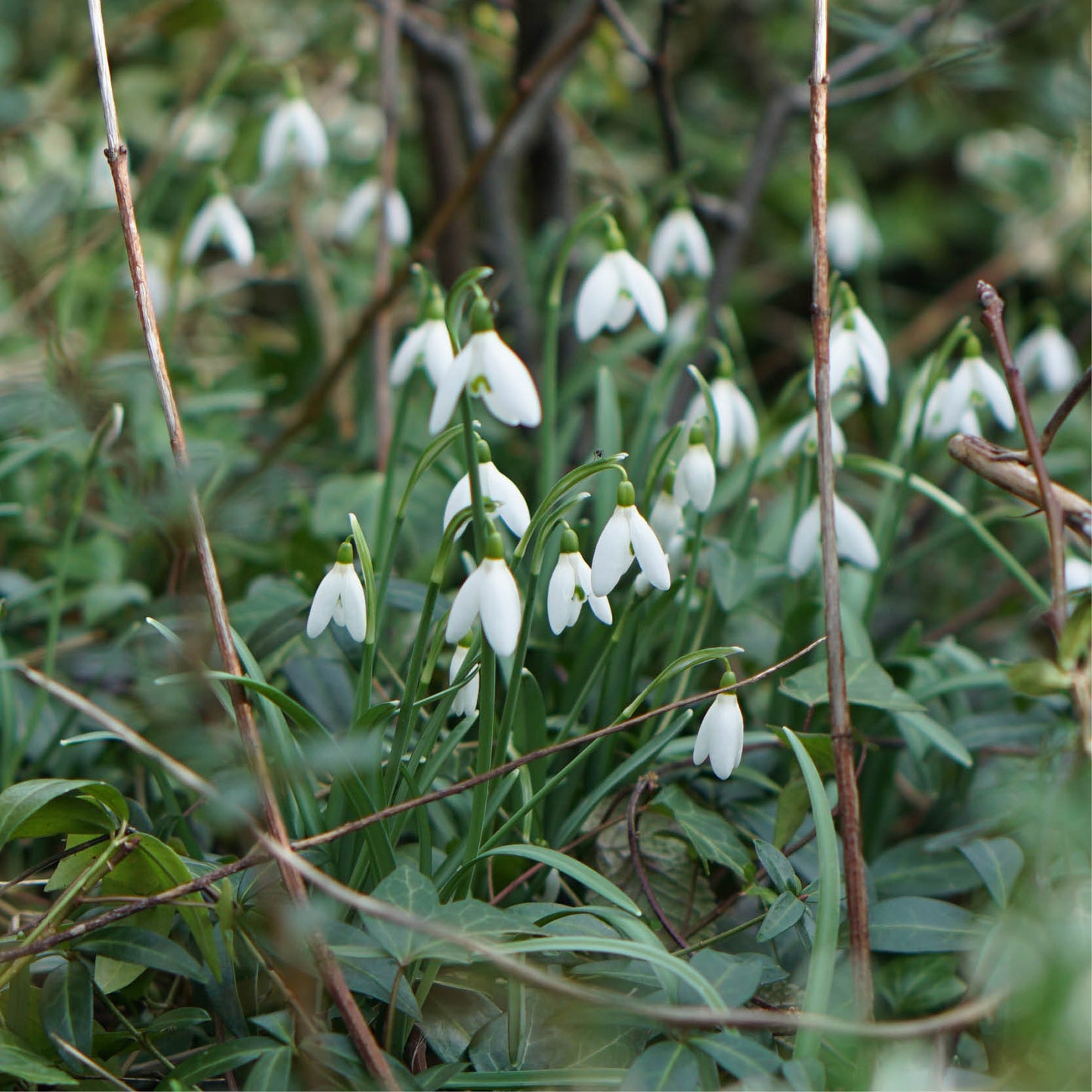 Galanthus elwesii (sneeuwklokje, 10 stuks)